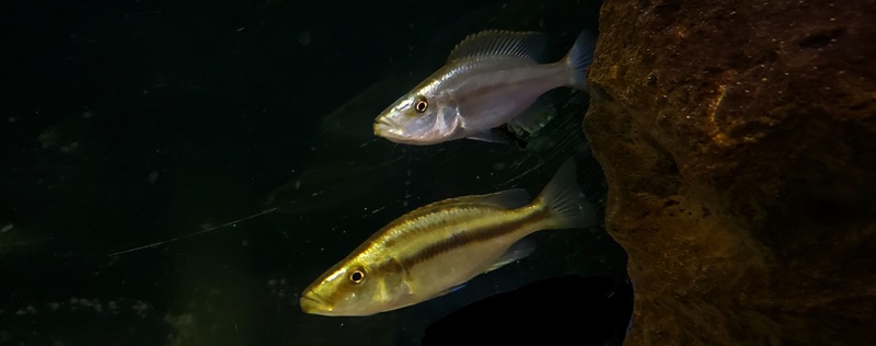 Dimidiochromis compressiceps 'Chizumulu Island'